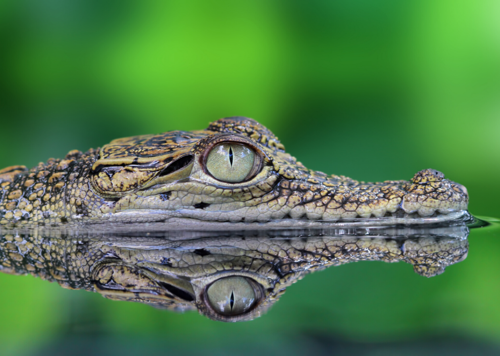 Are crocodiles related to dinosaurs?